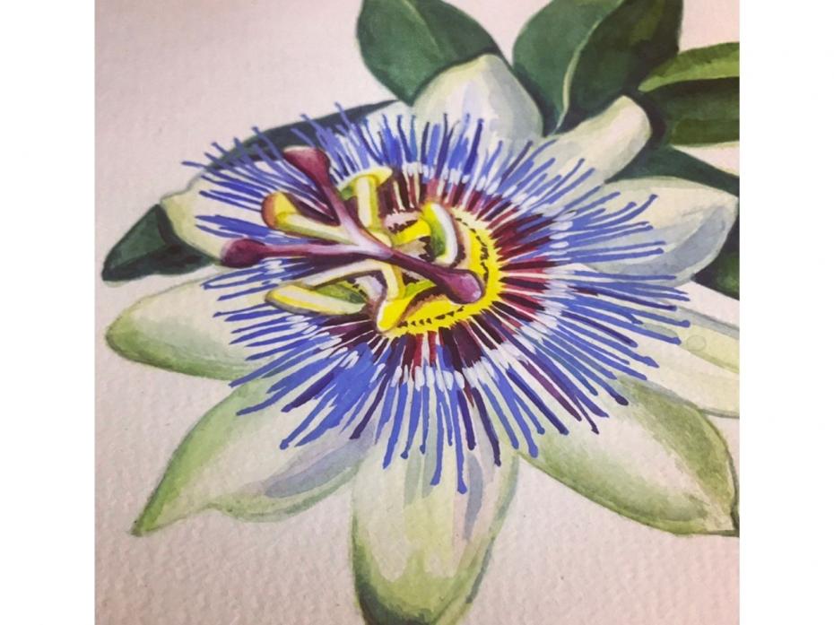 Watercolour Passionflower Artwork